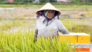 Nhiều cánh đồng ở Quảng Ngãi ngập sâu do lũ, lúa nảy mầm khiến nông dân đứng ngồi không yên