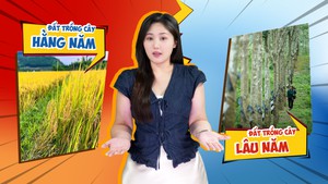 Hiểu đúng: Đất trồng cây hằng năm và đất trồng cây lâu năm khác nhau thế nào?