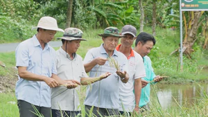 Hành trình đổi đời của hạt gạo miền Tây