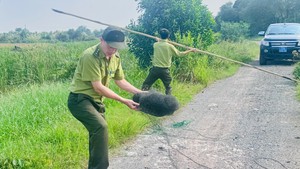 Tháo gỡ hàng trăm mét lưới bẫy chim ở TP.HCM