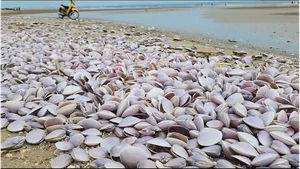 Hàng tấn ngao tím chết dạt vào biển ở Hà Tĩnh, địa phương đang tìm nguyên nhân