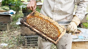 Bí quyết nhân đàn ong rừng Trường Sơn để lấy mật, thu tiền triệu