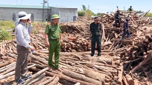 Chủ doanh nghiệp vận chuyển gỗ lậu ở Đắk Lắk khai số tiền chung chi cho quản lý rừng