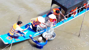 Cá linh còn 100.000 đồng/kg, giảm hơn một nửa so với đầu mùa nước nổi