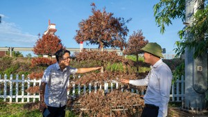 Dừa gãy ngọn, tùng chết khô đỏ quạch ở di tích Hiền Lương - Bến Hải