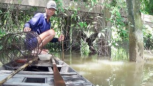 Đặt lợp Tôm mùa lũ cho thu nhập khấm khá