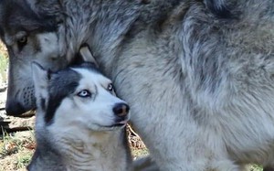 Ảnh vui 15-10: 'Nghe nói bạn hay đi rêu rao bản thân là con sói hả?'