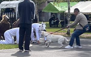 Ảnh vui 16-10: Hiện hình hay muốn 'bỉ ngạn vàng 3 mũi 900 ngàn'?