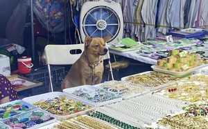 Ảnh vui 18-10: 'Mua vàng khuyến mãi 3 mũi 900 ngàn'