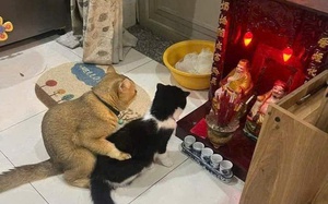 Ảnh vui 12-11: Hai chú mèo dắt nhau 'ra mắt' Thổ Địa