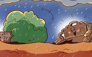 Trận lũ đưa cặp đôi cây rừng gặp lại nhau sau 10 năm xa cách