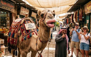 20 chú lạc đà bị loại khỏi cuộc thi sắc đẹp vì tiêm botox, bơm môi