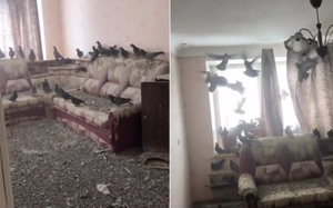 Quên đóng cửa sổ 3 năm, căn hộ biến thành... tổ chim bồ câu