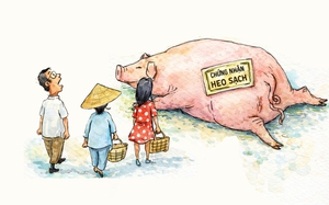 300 tấn heo bẩn vào trường học: Tay có sạch mới chứng nhận được heo sạch