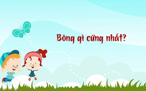 Bông gì cứng nhất?