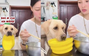 Chú chó chai mặt cầm tô năn nỉ cô chủ cho miếng phở