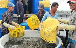 Hành động nào khi 'rào cản' thương mại ngày càng tăng?