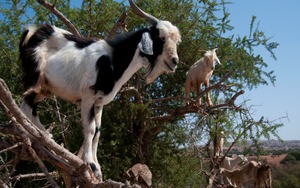 Bí mật phía sau đàn dê leo cây ở Morocco