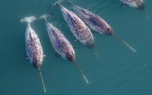 Kỳ lân biển 'đi làm thay' nhà khoa học, phát hiện điều bất ngờ dưới Greenland
