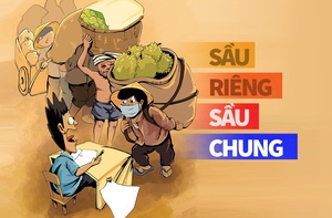 Chạy đua trồng sầu riêng: Được ăn cả, ngã... giải cứu