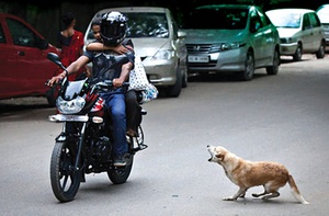 Ấn Độ bó tay trước nạn… chó hoang cắn người!