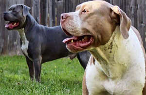 Những vụ chó pitbull phản chủ, cắn chết người