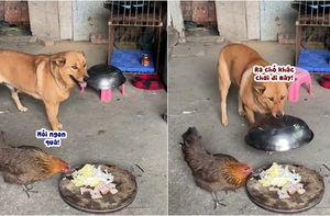 Chú chó vội lấy lồng bàn đậy đồ ăn khi thấy gà ăn vụng