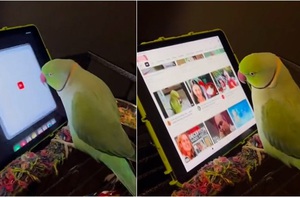 Sen xót của khi nhờ vẹt mở YouTube trên iPad