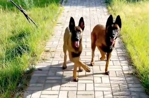 Hai chú chó nhảy chân sáo siêu dễ thương