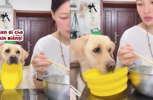 Chú chó chai mặt cầm tô năn nỉ cô chủ cho miếng phở