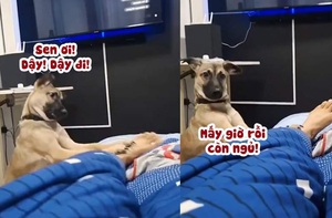 Chú chó đánh thức sen dậy bằng 'cả tính mạng'