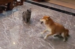 Chú chó 'sang chấn tâm lý' khi bị mèo tát