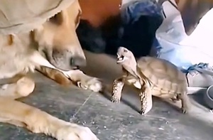Rùa nổi quạu khi bị chó ngoạp đầu