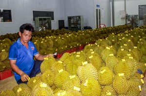 Đồng Nai nhân rộng vùng chuyên canh cây ăn trái