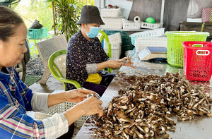 Đông Nam Bộ dẫn đầu tiềm năng và liên kết thị trường tiêu thụ nông sản
