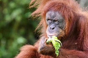 'Ngoại giao đười ươi' của Malaysia