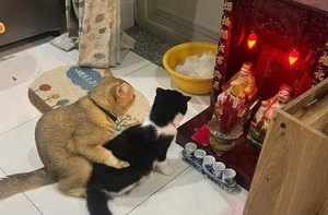 Ảnh vui 12-11: Hai chú mèo dắt nhau 'ra mắt' Thổ Địa