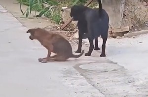 Chú chó hổ báo sợ quéo giò khi gặp chó 'đại ca'