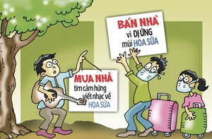 Mua nhà vì hoa sữa, bán nhà cũng tại hoa sữa