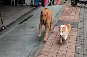Hai chú chó rủ nhau đấu 'võ mồm'