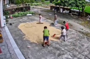 Các em nhỏ giúp nhau dọn lúa chạy mưa khi người lớn vắng nhà