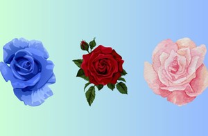 Quiz: Bạn đời lý tưởng của bạn có những phẩm chất gì?