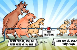 Thịt nhập giá rẻ kéo căng sợi dây thị trường