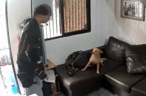 Cậu chủ hú hồn vì chó cưng tưởng là người lạ