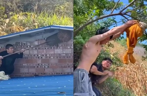 Những màn bắt ong đi vào lòng đất