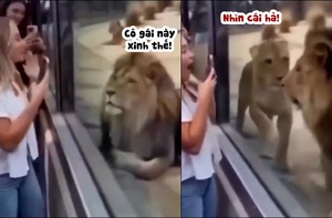 Sư tử bị bạn đời tát vì mải mê nhìn người đẹp