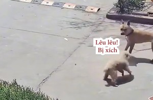 Chú chó hổ báo bị đồng bọn dạy cho bài học nhớ đời