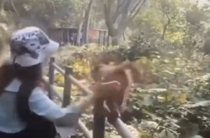 Chú khỉ đưa mông cho du khách vỗ để có miếng ăn