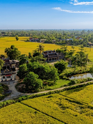 Ngắm cánh đồng lúa vàng ươm thơ mộng ở Xuân Tùy, TP Huế từ trên cao