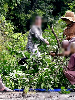 Bẻ cành cây trên bán đảo Sơn Trà - Đà Nẵng, một người đàn ông bị phạt 1,25 triệu đồng